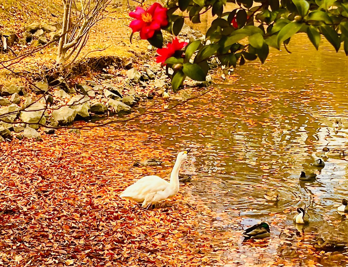 masakitrade's tweet photo. 白鳥が優美だった✨
【岩沼市 朝日山公園 荒井堤🦢】
Gracefull Swan✨
【ASAHIYAMA park, IWANUMA🦢】

#スローライフ #スローライフを楽しむ #SlowLife #SlowLifeStyle #白鳥飛来地 #渡り鳥 #MigratoryBirds #MigratoryBird #自然の風景 #風景 #自然 #Nature #岩沼 #野鳥 #WildBird #宮城県 #MIYAGI https://t.co/EXhKHA33e7