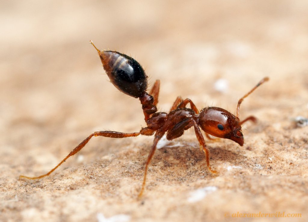 EU_Aliens's tweet photo. 13# Solenopsis invicta🐜, the fire ant🔥 👉https://t.co/RCiuDqbjfS, is an #invasivealien species of Union Concern, native to South America. These ants can build rafts 🛶 when they feel the water level is rising, which could be one reason they spread so much!!‼️️ https://t.co/tLvcY5OYQE