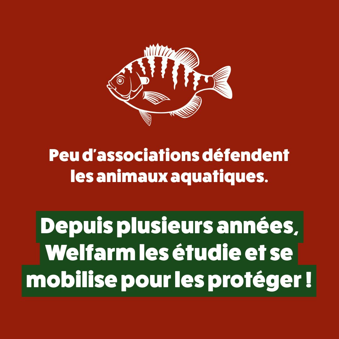 Cette faculté étonnante de la #daurade est pourtant méconnue !
La nature continuera toujours de nous émerveiller ⭐️