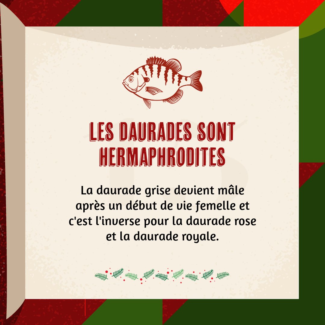 Welfarm's tweet photo. Cette faculté étonnante de la #daurade est pourtant méconnue !
La nature continuera toujours de nous émerveiller ⭐️ https://t.co/OJnbIE6bU8