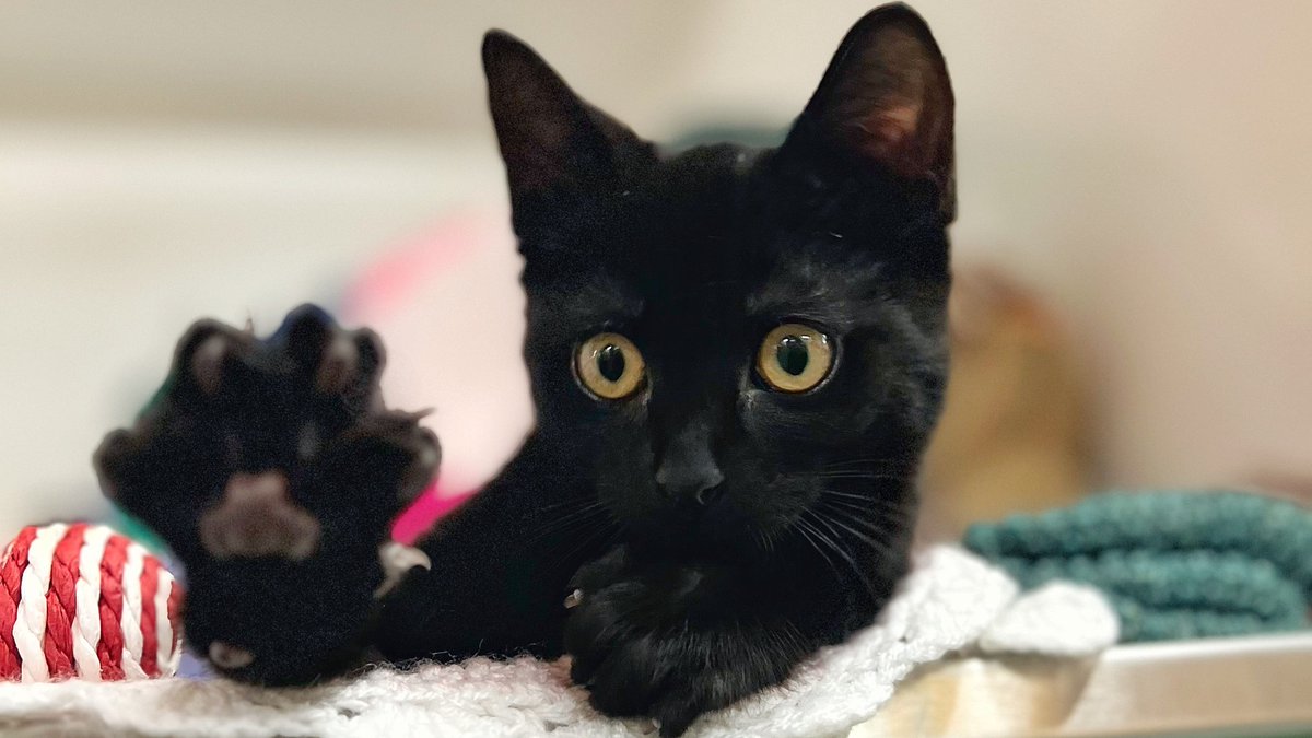 Battersea_'s tweet photo. Ex-Battersea cat Milky wants to give you a high five for making it Friday! What do you and your pets have planned this weekend? 💙 https://t.co/hoZTlgHgfD