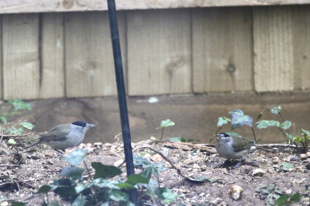 john murphy tweet media