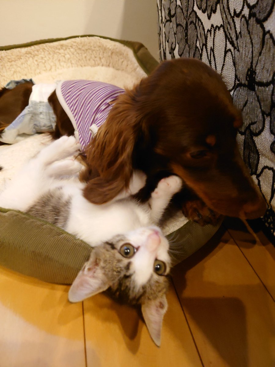 gonn2011's tweet photo. 我が家に来た保護猫のＱちゃんです。メイちゃんととっても仲良し(^o^) https://t.co/tFn5S9T5Qh