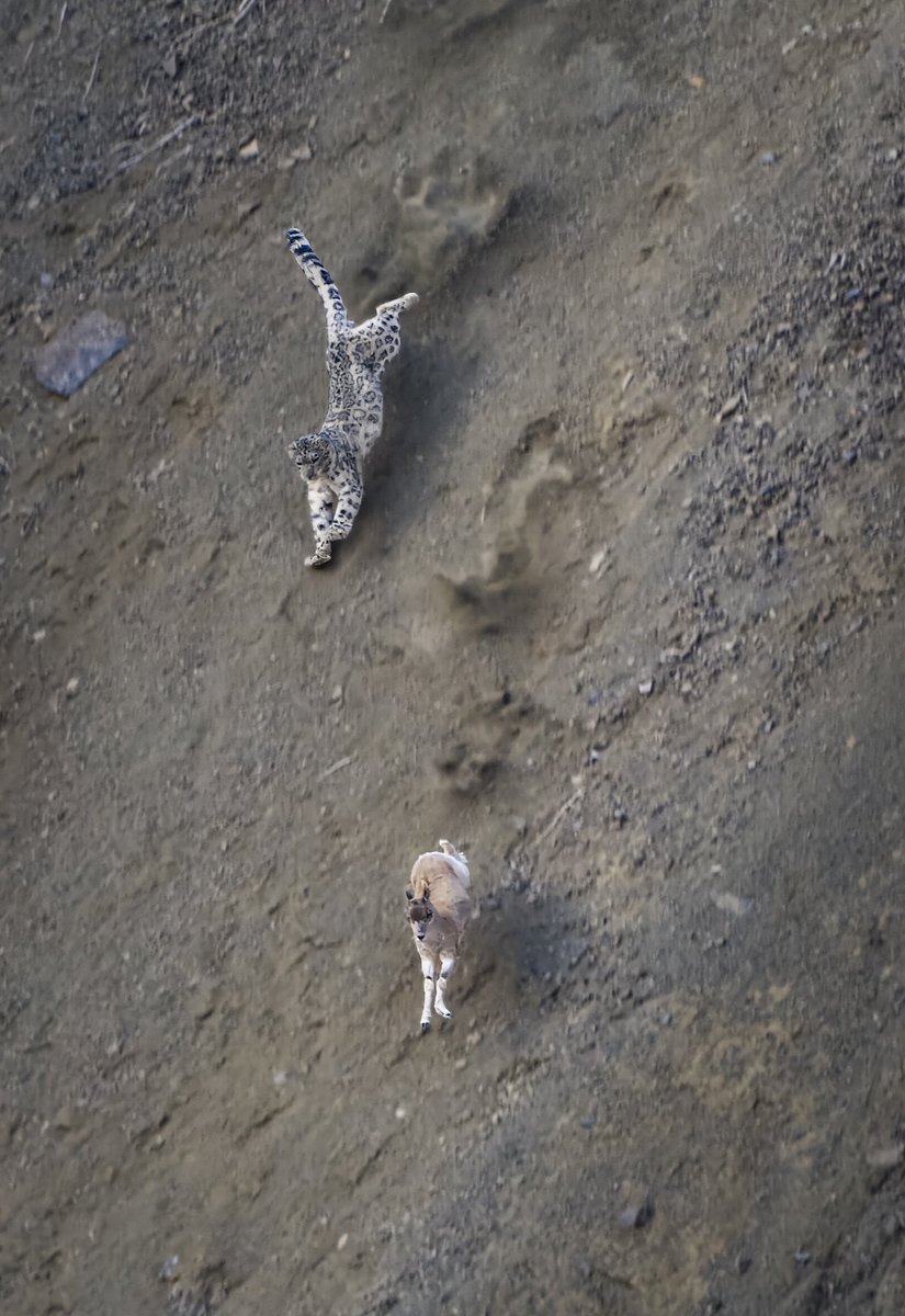 djflore's tweet photo. 🇺🇳 One of my images made it to a rather unexpected place: An exhibition at the United Nations HQ in NYC, where the 23rd of October was recently declared the “Day of Snow Leopards” in honor of these highly endangered animals. 

Glad to have played a small role in this 🥺 https://t.co/Z6oqOUKa2Q