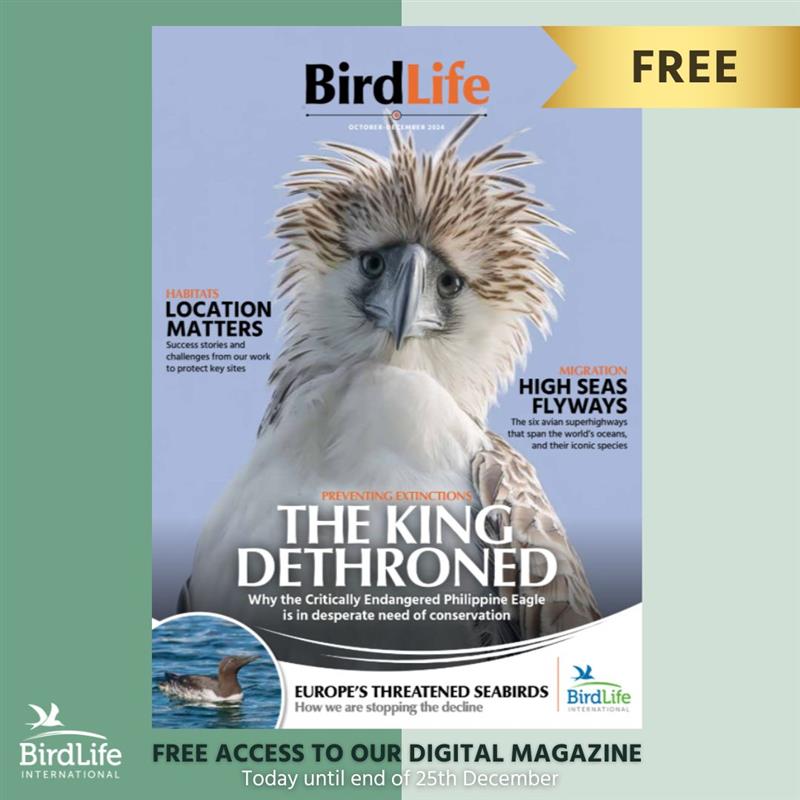 BirdLife_News's tweet photo. No time to waste, get your exclusive offer! 🎉

For only 12 days, starting today 13th December until the end of 25th December, you can access the digital edition of our most recent BirdLife Magazine for FREE! 🙌

From bird news to incredible feature stories and photography, immerse yourself in our latest October-December issue highlighting birds, nature and people.📖🦅

Access your free copy here 👉https://t.co/xwBaHiRaVn

Share with your friends and family! 🤝

#BirdLifeInternational #BirdLifeMagazine #NatureMagazine #BirdMagazine