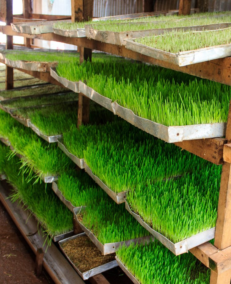 IsingizweAlbert's tweet photo. Share

Hydroponic fodder refers to the cultivation of plants, specifically grains and grasses, in a soilless environment using nutrient-rich water. It is productive, nutritious, economical and environmentally friendly.
@RwandaAgri
@HingaWunguke https://t.co/ysmHvQRIMf