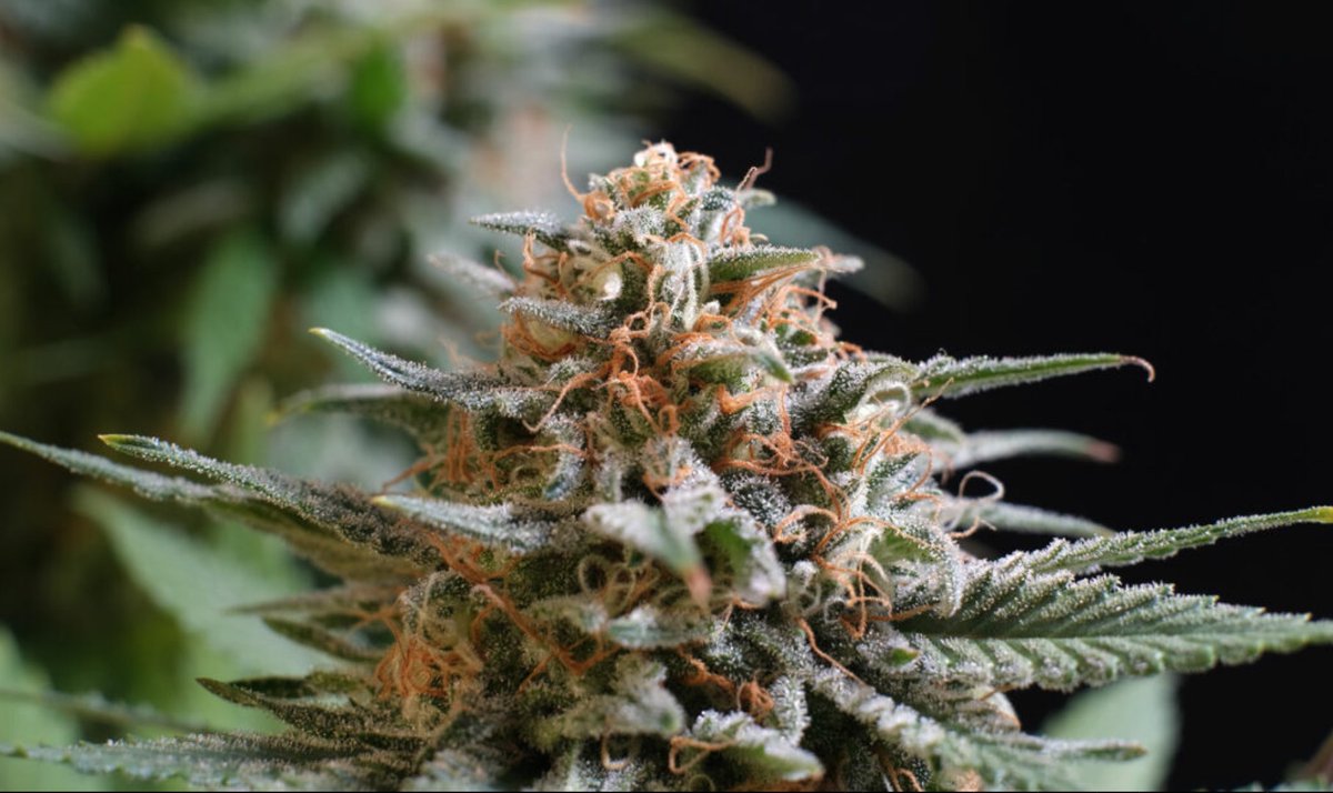 KannabiaSeeds's tweet photo. Otra de nuestras #semillas incluidas en nuestra #Promo de Navidad (40% de #descuento) 🎄 es nuestra novedosa #CandyCreamGoFast ⚡, hija de una estirpe de veloz generosidad, gran productividad y rapidísima floración, simplificando la labor de todo grower 💚
https://t.co/kDLxJ7fYhf https://t.co/zyUi12mHz9
