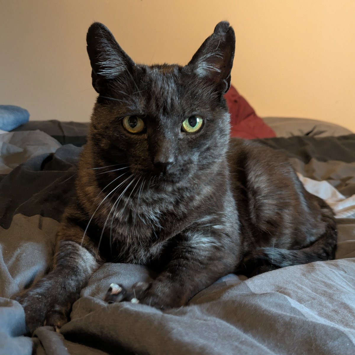 Bizarastic's tweet photo. Look at my handsome boy https://t.co/7bI0ora44H