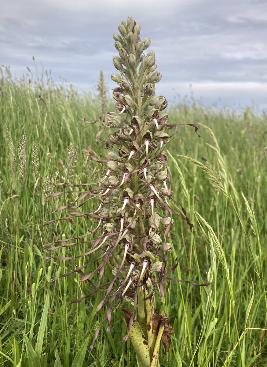 Steve Parsons 💙 tweet media