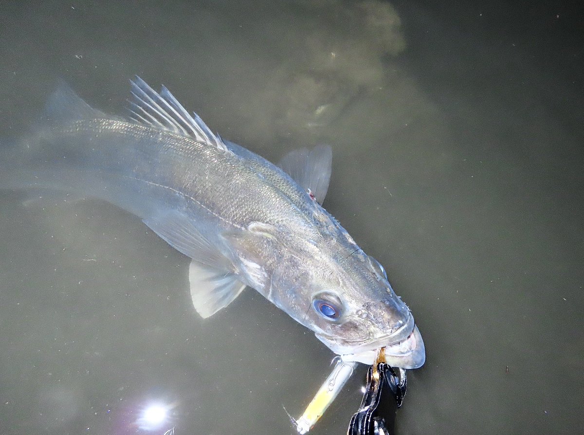 suzu_fishing_'s tweet photo. 下げのタイミングでエントリー。
　　ライン先行で流しここでって言う所で巻き入れて再び流し始めにドスっといぃサイズが来てくれました。ラムタラに感謝！
#山陰　#中海　#鳥取 #ICHOS83 #daiwa #exist4000 #apia #lammtarrabadel130#チャートやん
#rbb https://t.co/XPFx1Ql3s1