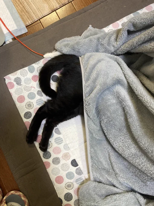 は暖めなくていいのだろうか 