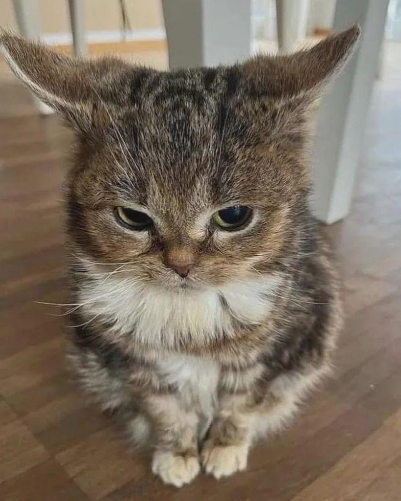 The Cats 𝕏 tweet media