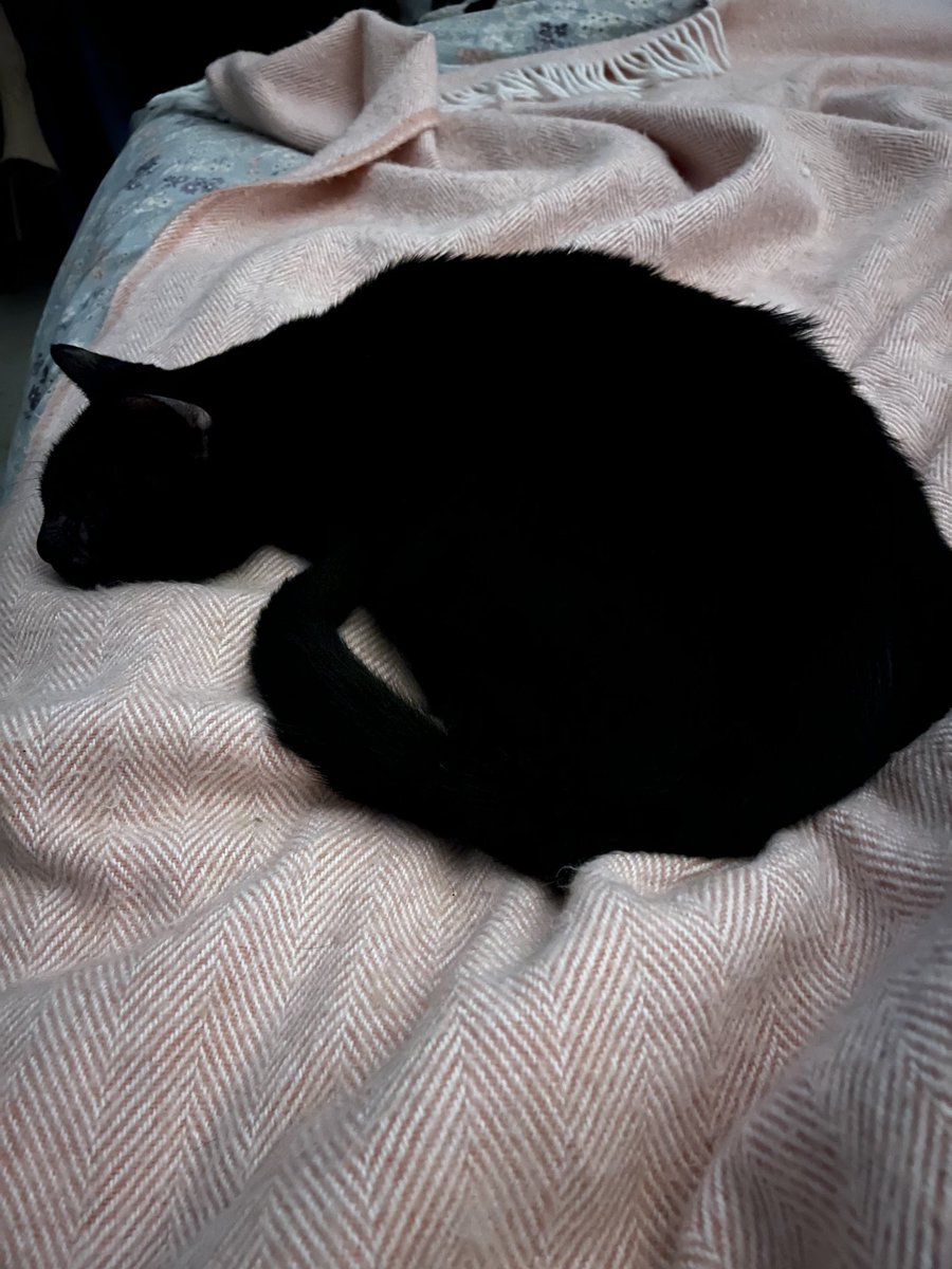 cybercat207's tweet image. No im not getting up… weekend mode activated🐾✅ #ThatFridayFeeling