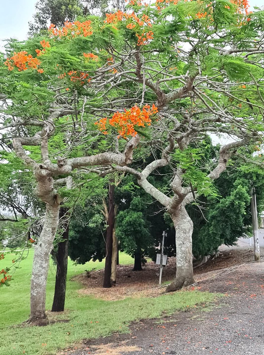 ColleenGoth's tweet photo. Lismore NSW https://t.co/prA5zpyYXI