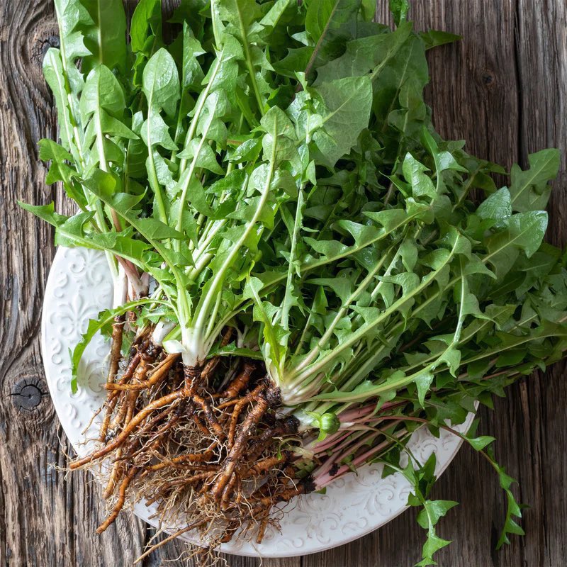 safonyameherbal's tweet photo. Dandelion has been demonstrated to destroy about 98% of cancer cells due to the presence of bioactive compound called taraxasterol.

How to prepare 
Boil the fresh root of dandelion for 10mins and drink 60mls 3 times daily🍀 https://t.co/CVAgkAUp8o