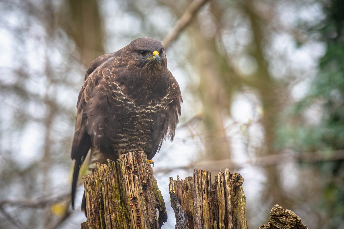 E_van_den_Ham's tweet photo. That is so cool we got places like that here too.
Well just days ago we might had to take one there if the action was ended badly. A Common buzzard (#Buteo buteo) flew into the window of the bird hide @sharon13117 and I were in. Lucky after some recover time in the woods it seems pretty much unharmed and again looking to catch some birds or even the rats that came to find the bird food.