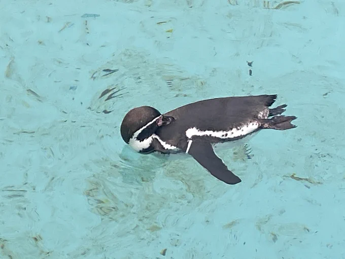 ペンギンって首めちゃ曲がるんすね 