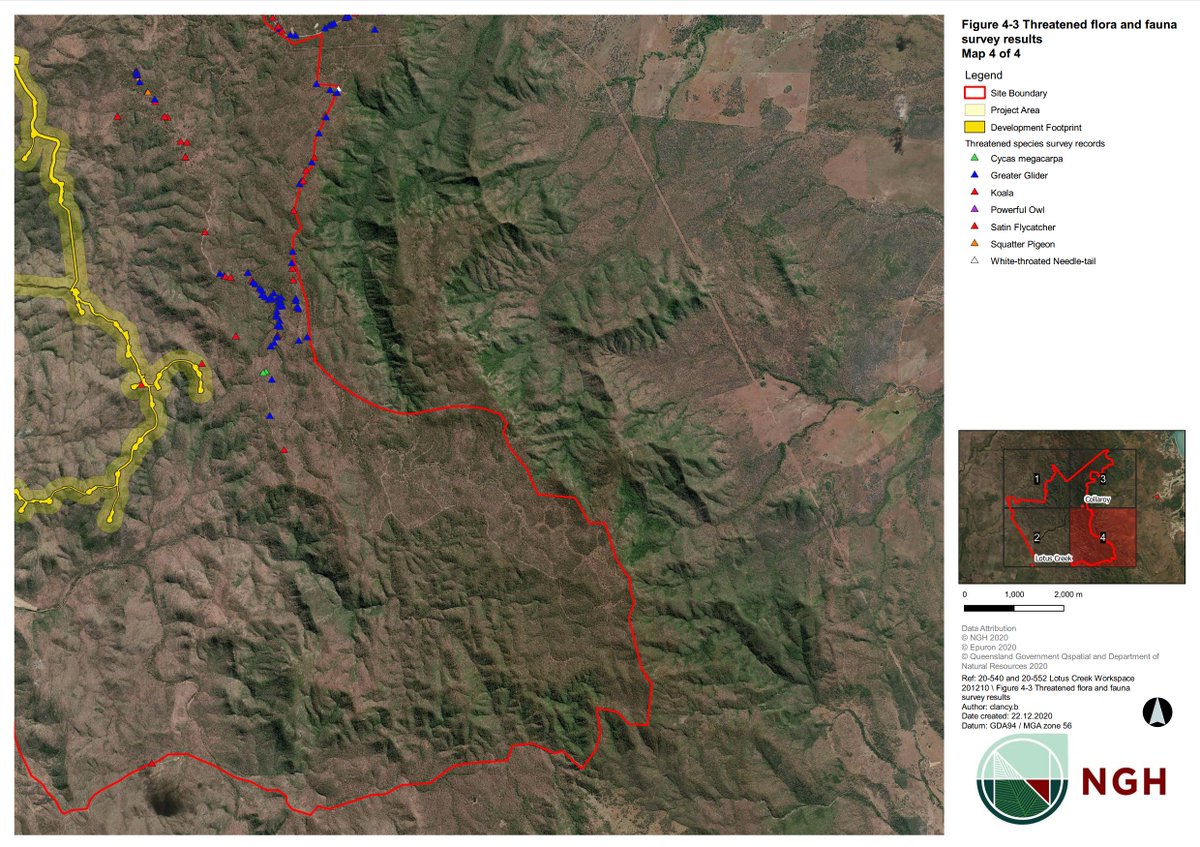 RainforestsAus's tweet image. The blue triangles are Greater Gliders. The red triangles are Koalas. All found within the site of the Lotus Creek wind farm. Let Minister Tanya Plibersek know that this development should be stopped. Only takes 2 mins: keepchalumbinwild.good.do/stoplotuscreek…