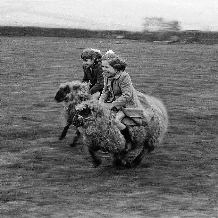 Two Girls Gallop Full Speed Sheeps In Cornwall, England, 1969