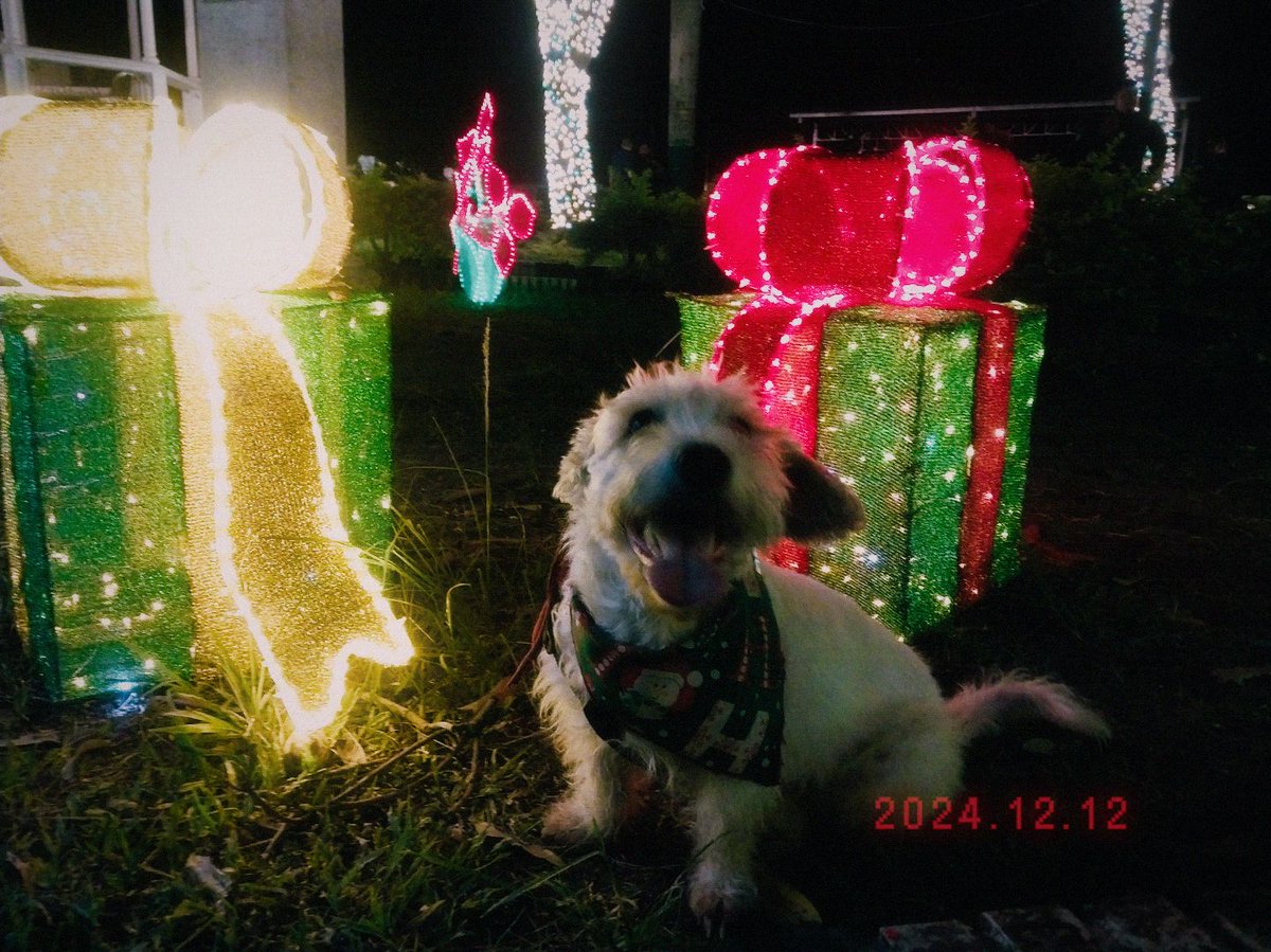 LoneliNEXT tweet media