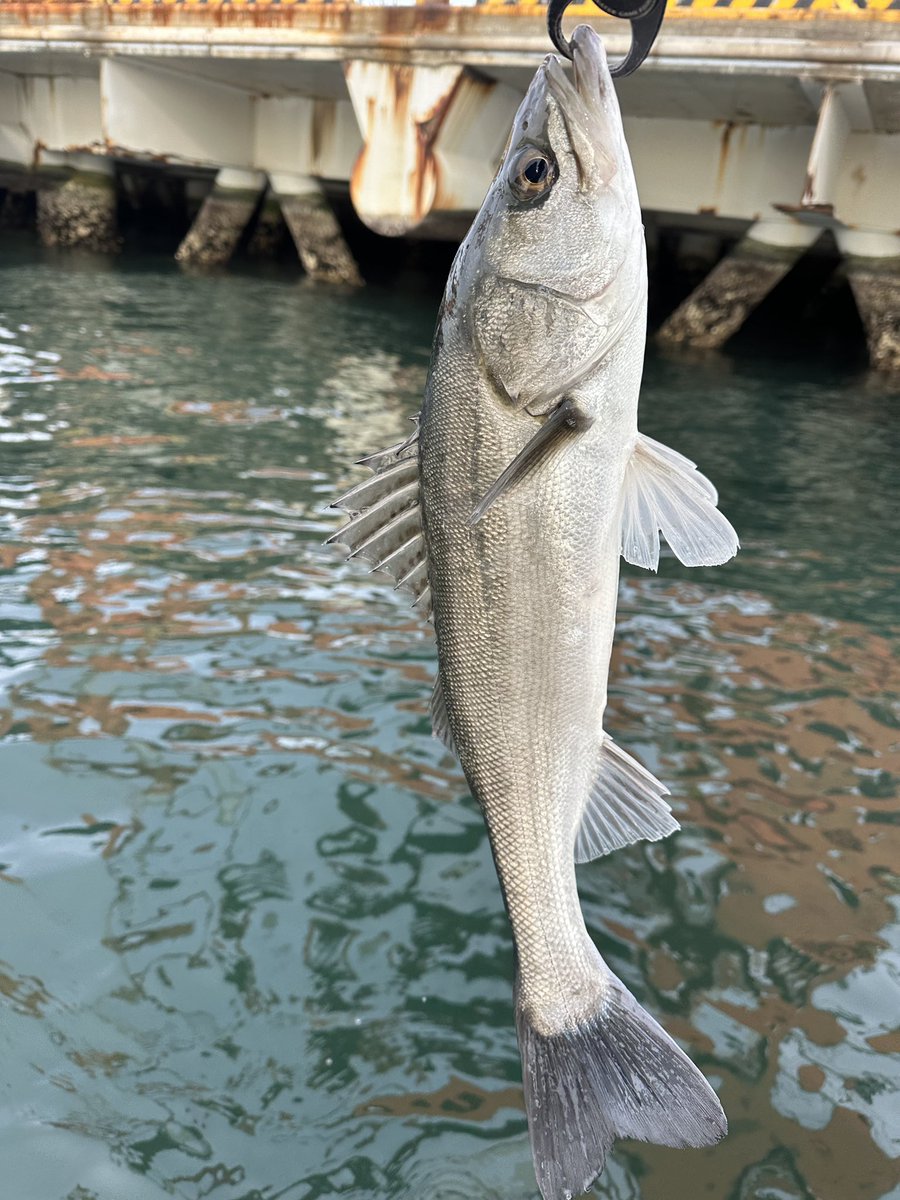sugarmarin2022's tweet photo. 思ってたより釣れたからOK
#ボートシーバス#sugarmarin#名古屋港#名古屋港シーバス#伊勢湾#釣果#釣りガール#seabaka#釣りバカ#釣り女子#シーバス#ランカーシーバス#穴撃ち#魚釣り#マゴチ#ブリ#ハマチ#サゴシ#サワラ#名古屋港ガイド船
#穴撃ち https://t.co/5iWY6WX8Q9