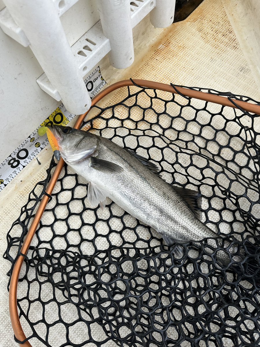 sugarmarin2022's tweet photo. 思ってたより釣れたからOK
#ボートシーバス#sugarmarin#名古屋港#名古屋港シーバス#伊勢湾#釣果#釣りガール#seabaka#釣りバカ#釣り女子#シーバス#ランカーシーバス#穴撃ち#魚釣り#マゴチ#ブリ#ハマチ#サゴシ#サワラ#名古屋港ガイド船
#穴撃ち https://t.co/5iWY6WX8Q9