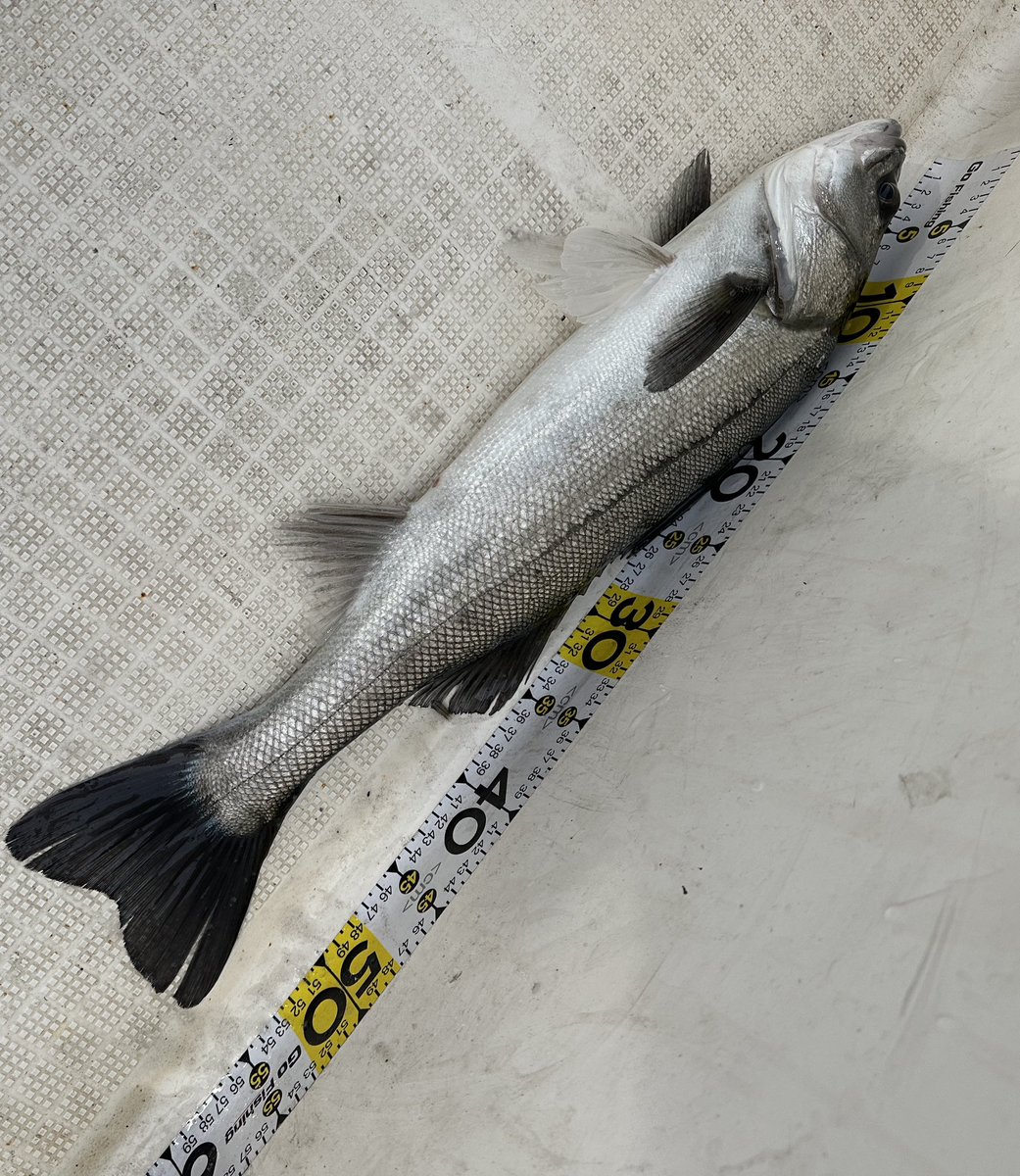sugarmarin2022's tweet photo. 思ってたより釣れたからOK
#ボートシーバス#sugarmarin#名古屋港#名古屋港シーバス#伊勢湾#釣果#釣りガール#seabaka#釣りバカ#釣り女子#シーバス#ランカーシーバス#穴撃ち#魚釣り#マゴチ#ブリ#ハマチ#サゴシ#サワラ#名古屋港ガイド船
#穴撃ち https://t.co/5iWY6WX8Q9