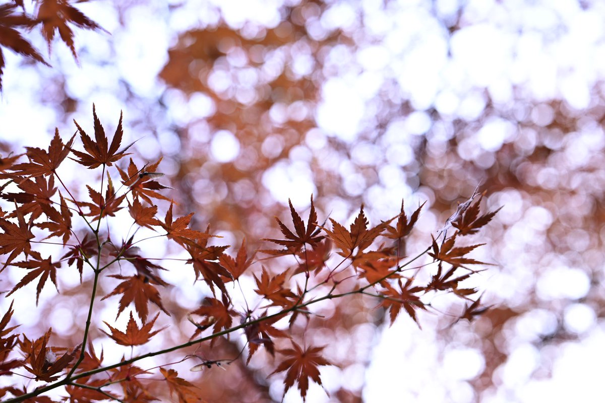 ke780kx5's tweet photo. 秋って赤いモノが沢山ですね🍁
#redleaf
#lateautumn
#お写んぽ
#walking
#bohken https://t.co/yS1DuzAiA8
