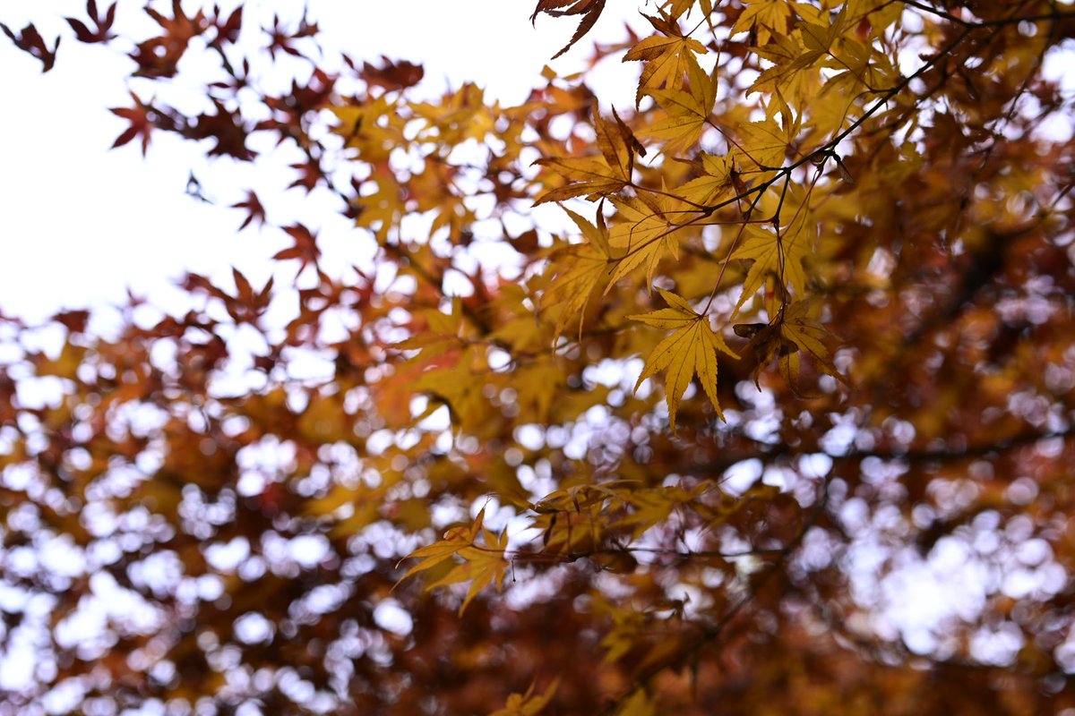 ke780kx5's tweet photo. 秋って赤いモノが沢山ですね🍁
#redleaf
#lateautumn
#お写んぽ
#walking
#bohken https://t.co/yS1DuzAiA8