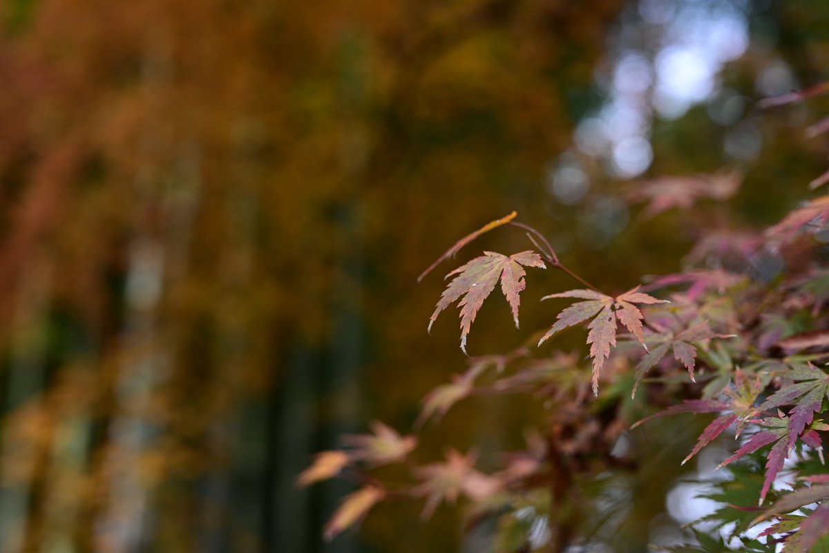ke780kx5's tweet photo. 秋って赤いモノが沢山ですね🍁
#redleaf
#lateautumn
#お写んぽ
#walking
#bohken https://t.co/yS1DuzAiA8