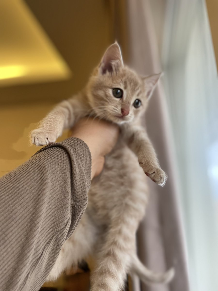 Sakız’ı kaputtan kurtardık. uzun zaman aç kaldığı her halinden belliydi. Kaputtan sağ salim çıkması şükür sebebimiz bizim. ona bir daha üşümeyeceği bir yuva sözü verdik. İsmi gibi insan aşığı süt kokulu bir bebek. Mırıl mırıl ana kuzusu. 
1.5 aylık, erkek ANKARA 
0554 704 77 75