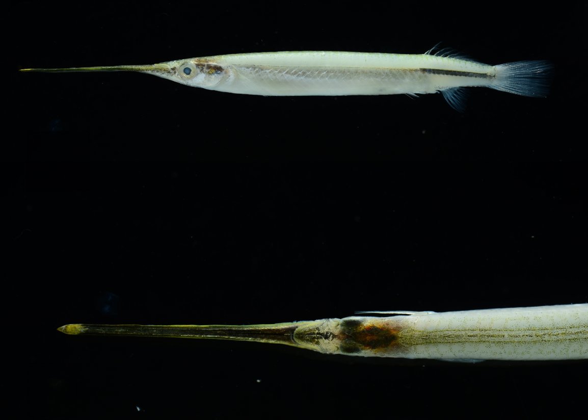 FishInTheNews's tweet photo. #NewSpeciesAlert - #𝑍𝑒𝑛𝑎𝑟𝑐ℎ𝑜𝑝𝑡𝑒𝑟𝑢𝑠 𝑡𝑎𝑘𝑎𝑜𝑒𝑛𝑠𝑖𝑠, a #NewSpecies of estuary #garfish is described from southwestern #Taiwan. #Zenarchoperidae
🔓 https://t.co/e2fhn13l8n https://t.co/cCjcTRwu6a