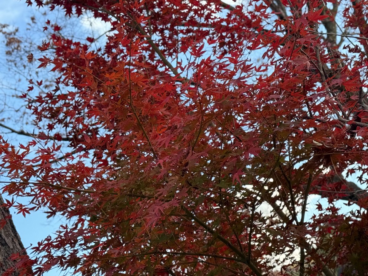afro_02_dai's tweet photo. 紅葉🍁
#紅葉 #autumcolors ✨️ #京都 https://t.co/bkcEeBvwMT