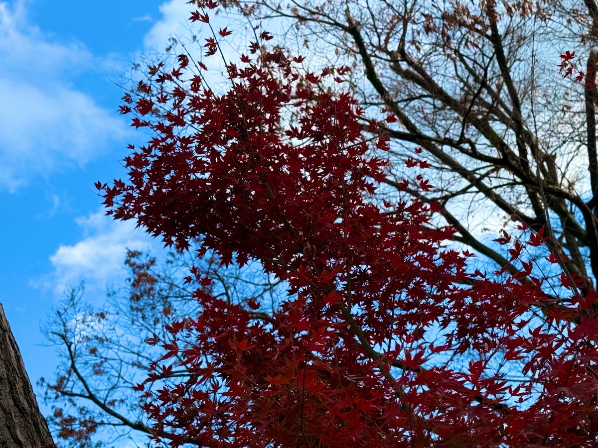 afro_02_dai's tweet photo. 紅葉🍁
#紅葉 #autumcolors ✨️ #京都 https://t.co/bkcEeBvwMT