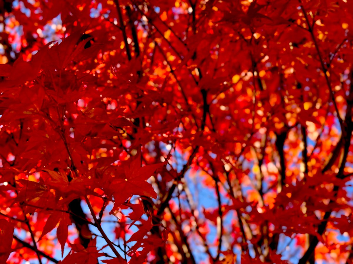 afro_02_dai's tweet photo. 紅葉🍁
#紅葉 #autumcolors ✨️ #京都 https://t.co/bkcEeBvwMT