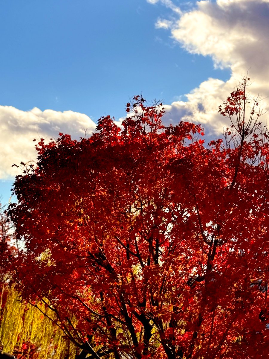 afro_02_dai's tweet photo. 紅葉🍁
#紅葉 #autumcolors ✨️ #京都 https://t.co/bkcEeBvwMT