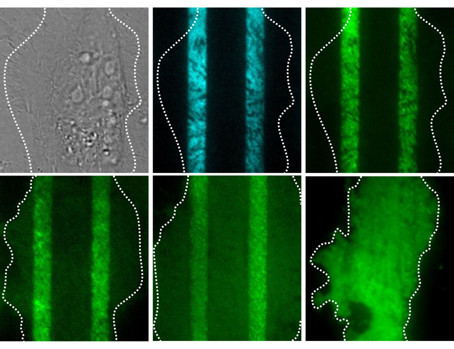 A new @SciSignal study deciphers the molecular “grammar” of cytokine signaling in cells, showcasing how members of the JAK family of enzymes can compete to shape the activities of different immune cells. scim.ag/3B3URmk