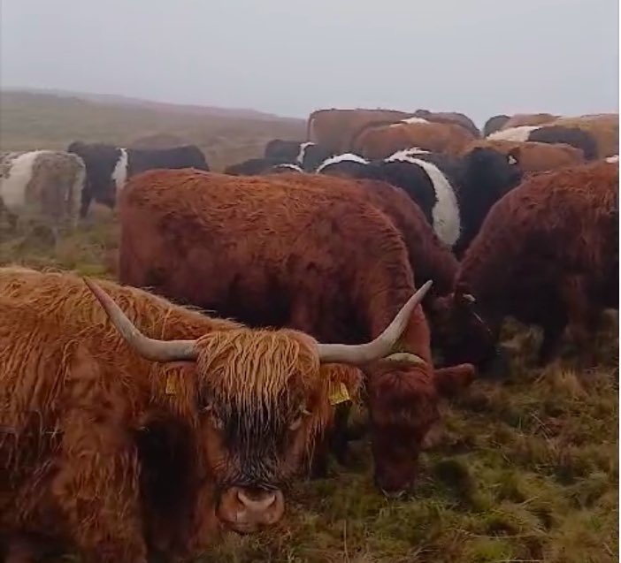 2/2 They’re also good at trampling bracken &amp; spread tree &amp; flower seed in their dung. We’re seeing great results with natural tree regeneration,which is monitored by our Conservation Scientist Mo &amp; his team. 

#FarmingFriday 
🎥 Film of the cattle taken by Livestock Manager David