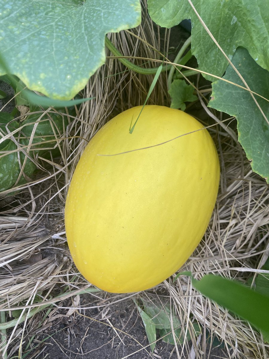 itcmzava's tweet photo. Sweet Melon 🍈: Tamu na lenye afya kwa mwili wako! Tunda hili si tu kwamba linapendeza kwa ladha, bali pia lina faida lukuki za kiafya:

🌟 Husaidia kulainisha ngozi na kuipa mng’ao
🌟 Lina vitamini C kwa kinga imara
🌟 Huchangia kulainisha mmeng’enyo wa chakula

#SweetMelon https://t.co/6gyetWN65t