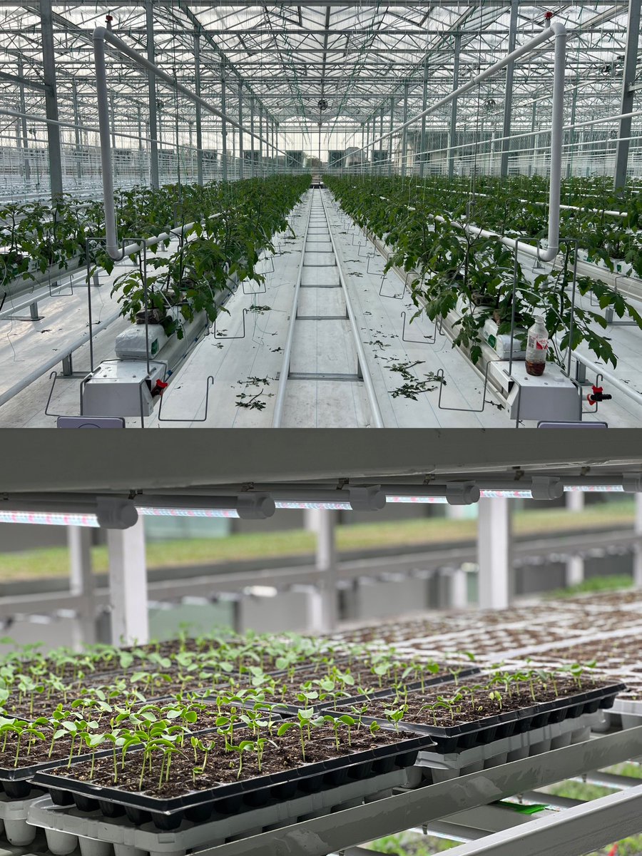 InvestNantong's tweet photo. 🌿In #Changle Town, #Haimen District, #Nantong, the "A+ Greenhouse Workshop" integrates modern #agriculture with urban farming, creating a vibrant new landscape for smart farming. The automated system makes vegetable growth more efficient, offering a green and eco-friendly agricultural experience for the future!