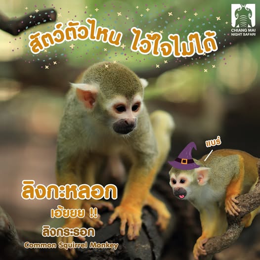 CMNightsafari's tweet photo. 🙈ลิงกระรอก ไม่ใช่ ลิงกะหลอกน้าาาาา 😅
#เชียงใหม่ไนท์ซาฟารี #chiangmainightsafari #ไนท์ซาฟารี #ท่องเที่ยวครั้งใดคิดถึงเชียงใหม่ไนท์ซาฟารี #เที่ยวเชียงใหม่ #ท่องเที่ยวเชียงใหม่ #เชียงใหม่เที่ยวไหนดี #ลิงกระรอก #commonsquirrelmonkey #monkey #ลิง https://t.co/5n3rQBS2nK