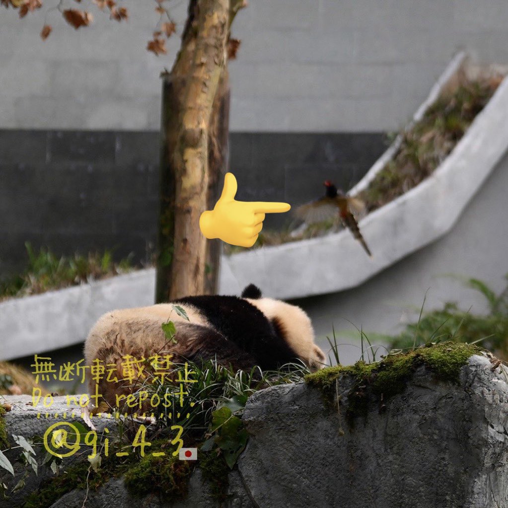 gi_4_3's tweet photo. #ファンシン とオナガドリ🦜🐼🇳🇱

#梵星 #fanxing #雅安碧峰峡基地 #シャン子旅 (2024秋) https://t.co/v6ZVtJg3Dh