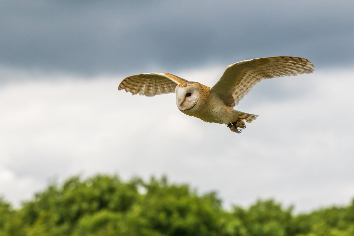 Matthew Good Foundation (@matthewgoodfoun) on Twitter photo 🦉 Wirral Barn Owl Trust protects barn owls, now down to 13 pairs on the Wirral. 🌿 A £3,500 #GrantsForGood award from <a href="/JohnGoodGroup/">John Good Group</a> is helping to fund 25 eco-friendly nest boxes, safeguarding their future. 💛
Learn more: loom.ly/s9ZJcVY
#FundingFriday 🦉 Wirral Barn Owl Trust protects barn owls, now down to 13 pairs on the Wirral. 🌿 A £3,500 #GrantsForGood award from <a href="/JohnGoodGroup/">John Good Group</a> is helping to fund 25 eco-friendly nest boxes, safeguarding their future. 💛
Learn more: loom.ly/s9ZJcVY
#FundingFriday
