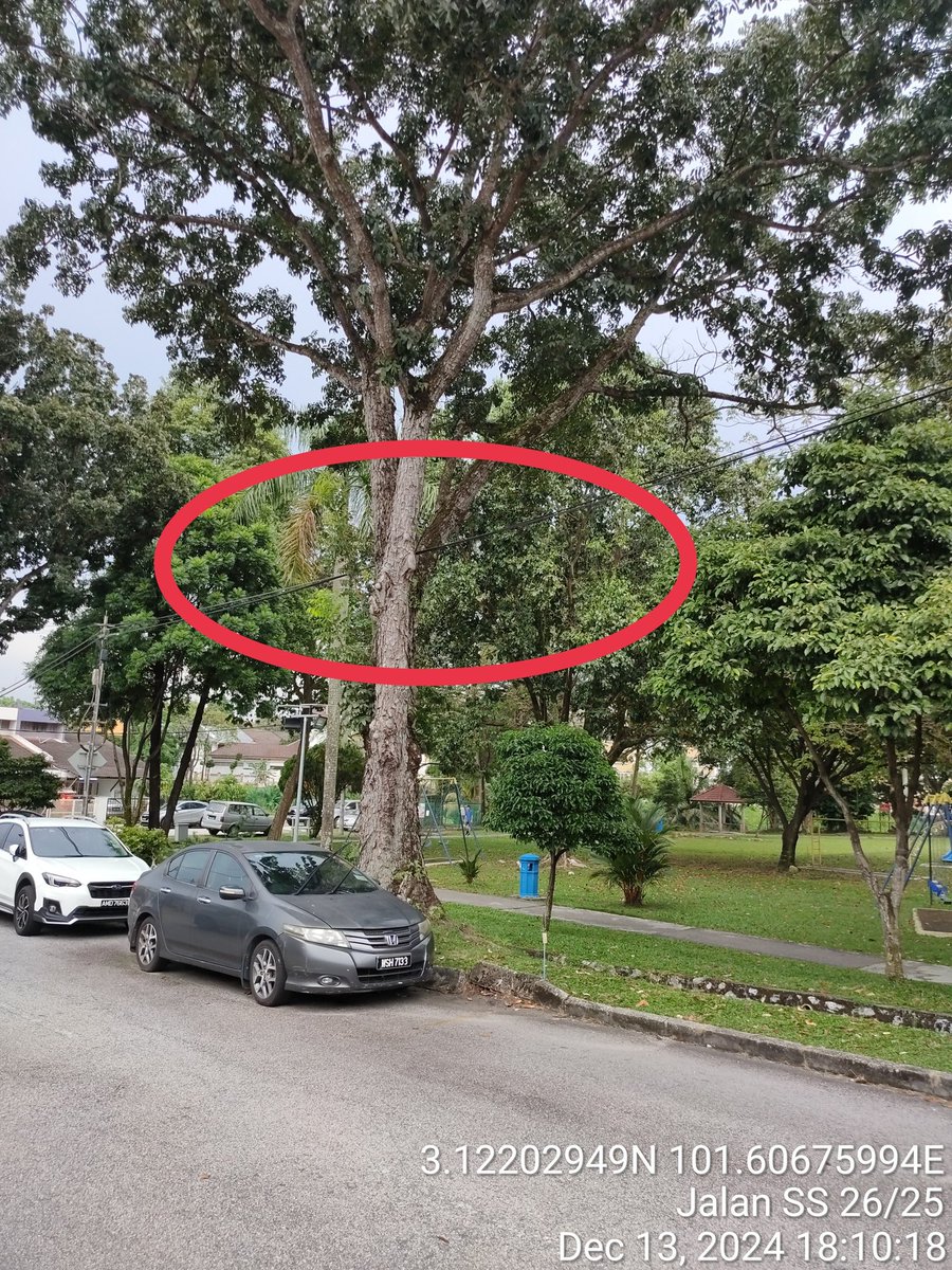 Goon2625's tweet photo. @myTMgroup @unifi
Unifi cable going through the tree branches. The tree might collapse because the roots are not strong due to the drain. This will disrupt the internet connection in the area. Hope the tree can be chopped off. https://t.co/qiPriYRrdp
