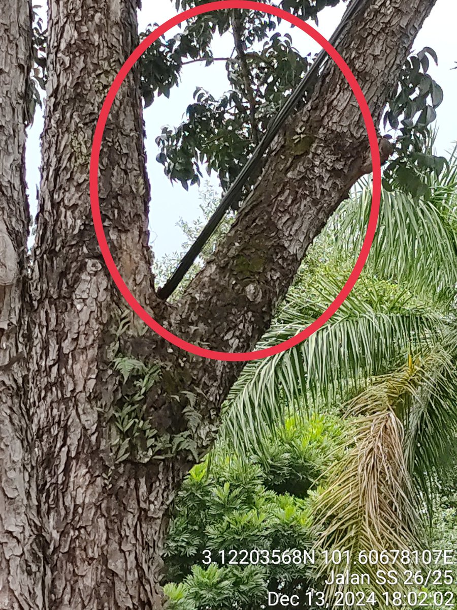 Goon2625's tweet photo. @myTMgroup @unifi
Unifi cable going through the tree branches. The tree might collapse because the roots are not strong due to the drain. This will disrupt the internet connection in the area. Hope the tree can be chopped off. https://t.co/qiPriYRrdp