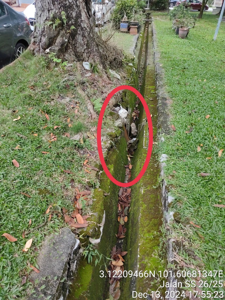 Goon2625's tweet photo. @myTMgroup @unifi
Unifi cable going through the tree branches. The tree might collapse because the roots are not strong due to the drain. This will disrupt the internet connection in the area. Hope the tree can be chopped off. https://t.co/qiPriYRrdp