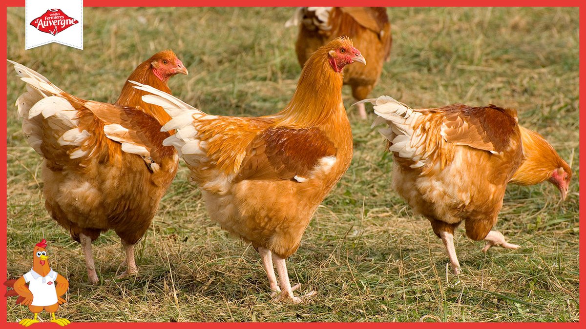 Le #chapon fermier d’#Auvergne : star du réveillon ! Coq castré selon les méthodes traditionnelles et élevé avec soin pendant au moins 5 mois, le chapon est engraissé avec une alimentation à base de céréales. A noter qu’en #Auvergne, il existe des chapons blancs et jaunes !