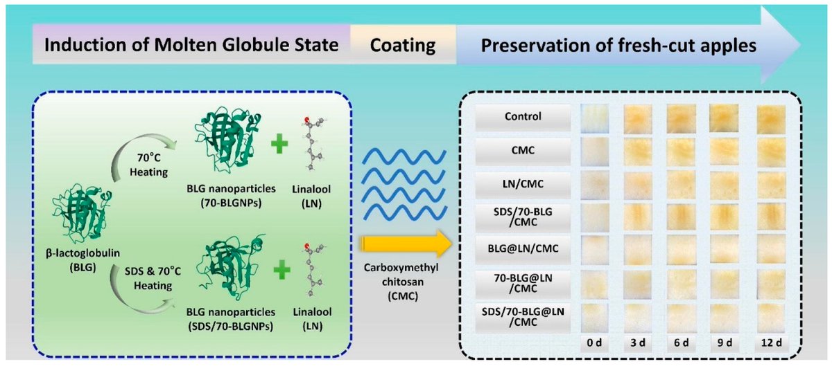 Foods_MDPI's tweet image. #mdpifoods 🔔Welcome to read the latest article
🍎🥬Title: Edible #Coating  for #Fresh-Cut #Fruit and #Vegetable #Preservation: Biomaterials, Functional  Ingredients, and Joint Non-Thermal Technology
by Mengjie Ma et al

📌Link: mdpi.com/2304-8158/13/2…