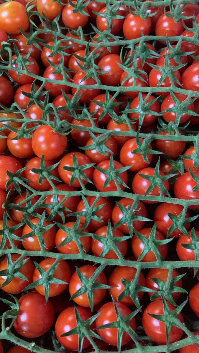 NaturaFirst's tweet photo. Heritage Mix Tomatoes, Cherry Vine &amp; Vine Tomatoes just arrived! 🚛😍🍅🤩 #Cherrylicious https://t.co/uKEEanZaoZ