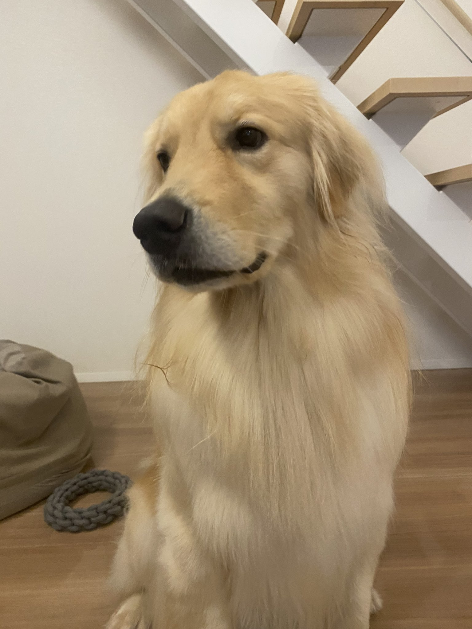 ♡メル84442♡ DOG DEPT ゴールデンレトリバー 2点まとめ割り GOLDEN RETRIEVER ゴールデンレトリバー DOG IN CAR カー